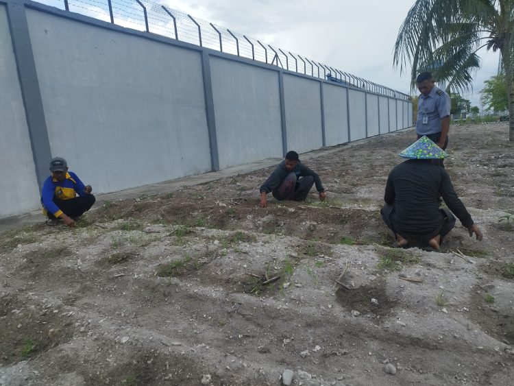 Tambah 1000 Cabai Hibrida, Lapas Namlea Perbanyak Tanaman Holtikultura