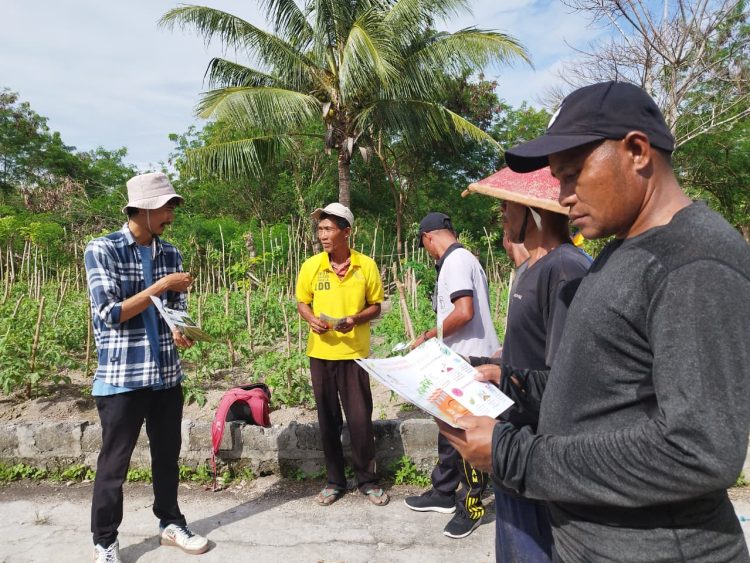 Workshop Budidaya Pertanian dari YBTS, Poktan Lapas Namlea Fokus Perawatan Proses Fase Lanjutan