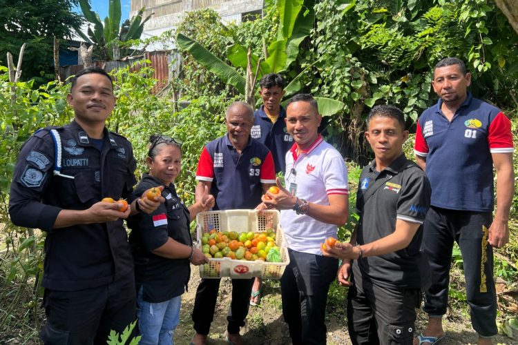Bersama Warga Binaan, Lapas Wahai Panen Tomat Perdana di Kebun Rumah Dinas