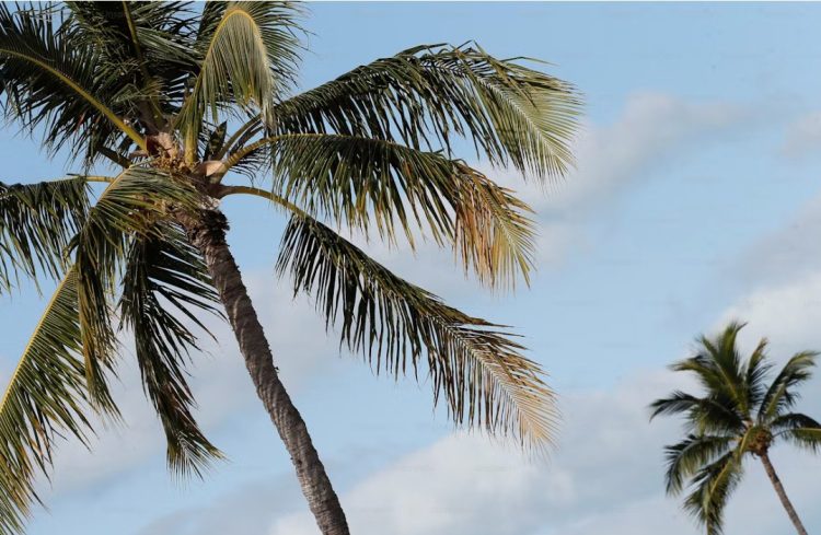 Antisipasi Tumbang, Pengendara  Di Pusat Kota Namrole Minta Dinas PUPR Tebang Pohon Kelapa di Pinggir Jalan