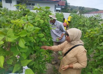 Budidaya Sukses, Lapas Namlea Panen 71 Kg Buncis dan 100 Ikat Sawi