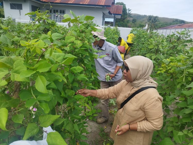 Budidaya Sukses, Lapas Namlea Panen 71 Kg Buncis dan 100 Ikat Sawi