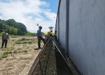 Gencarkan Ketahanan Pangan, Lapas Namlea Semai 2000 Cabai Rawit