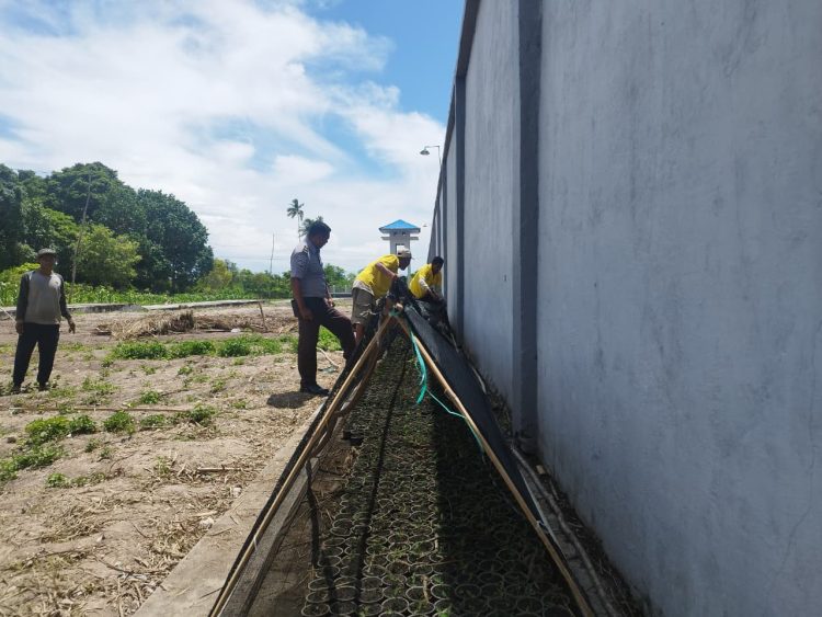 Gencarkan Ketahanan Pangan, Lapas Namlea Semai 2000 Cabai Rawit