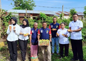 Dari Tangan Warga Binaan Lapas Wahai, Tomat Segar Penuhi Kebutuhan Pangan Masyarakat