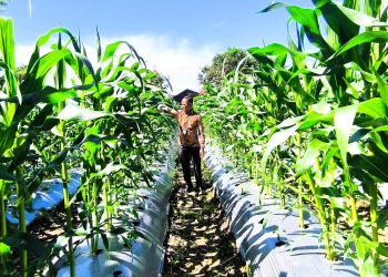 Lahan Tidur Beri Berkah, Lapas Wahai Siap Panen Jagung Oktober Mendatang