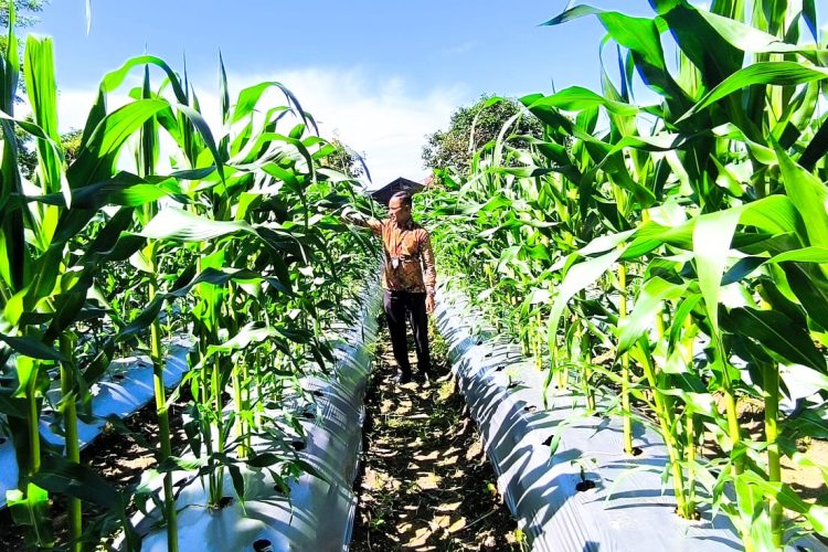 Lahan Tidur Beri Berkah, Lapas Wahai Siap Panen Jagung Oktober Mendatang