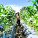 Lahan Tidur Beri Berkah, Lapas Wahai Siap Panen Jagung Oktober Mendatang