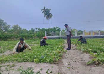Target Hasil Menjanjikan, 200 Tanaman Semangka Lapas Namlea Dapat Special Treatment