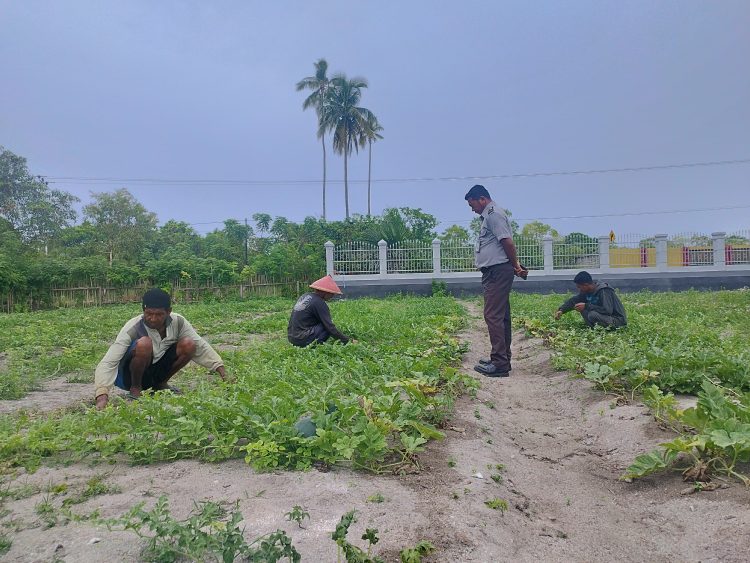Target Hasil Menjanjikan, 200 Tanaman Semangka Lapas Namlea Dapat Special Treatment