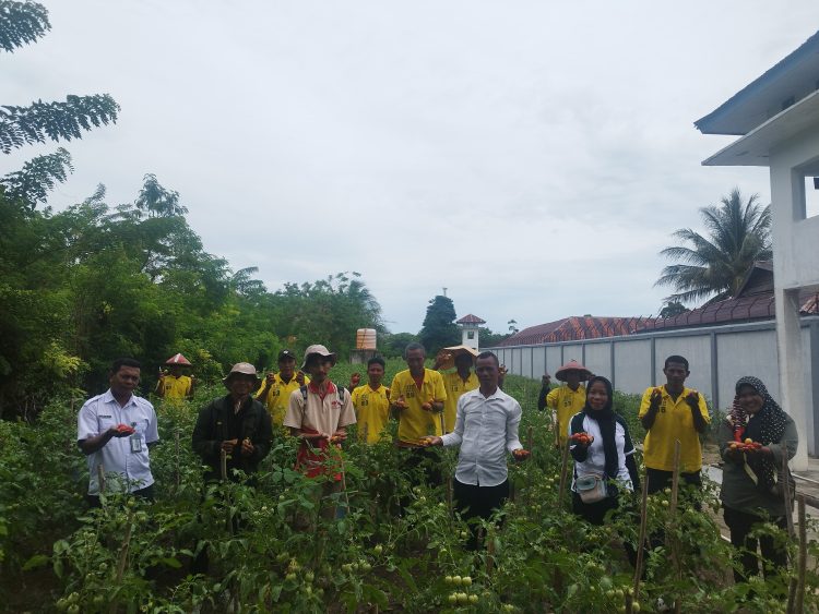 Perdana, Lapas Namlea 80 Kg Tomat Bersama BPP Waiperang dan YBTS