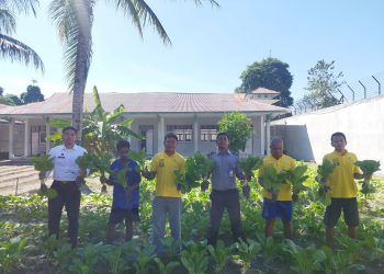 Panen Sawi, Lapas Namlea Bidik Pasaran Lokal