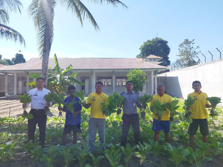 Panen Sawi, Lapas Namlea Bidik Pasaran Lokal