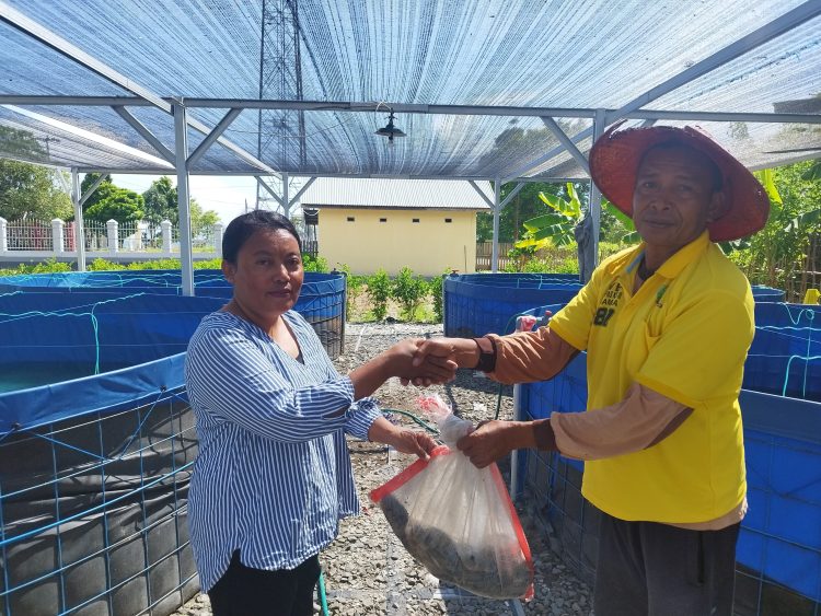 Kegiatan SAE, Panen Awal Bioflok Ikan Nila Curi Perhatian Masyarakat Untuk Membeli