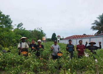 Hasil Program Swasembada Pangan, Lapas Namlea Kembali Panen 340 Kg Tomat