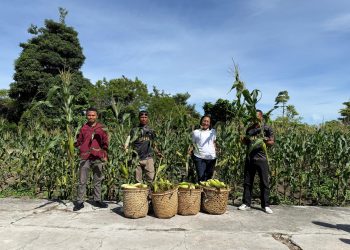 Bukti Kesuksesan Ketahanan Pangan, 1000 Jagung dan 50 Ikat Sawi dipanen Lapas Namlea