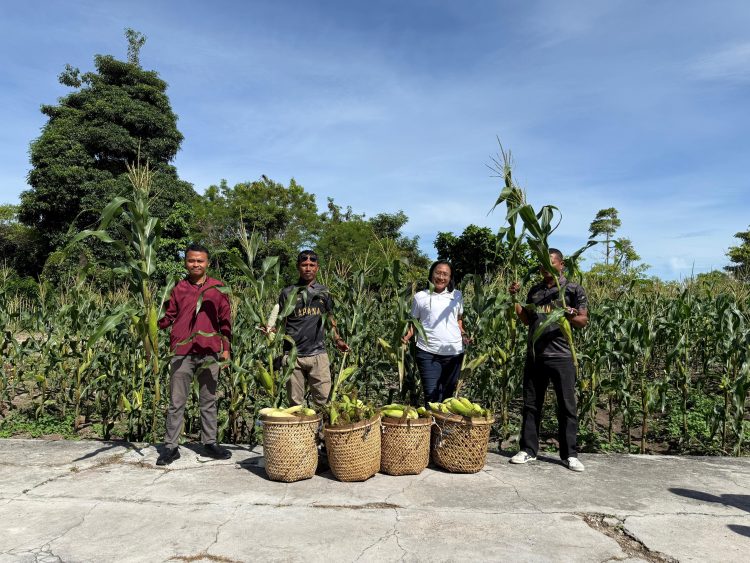 Bukti Kesuksesan Ketahanan Pangan, 1000 Jagung dan 50 Ikat Sawi dipanen Lapas Namlea