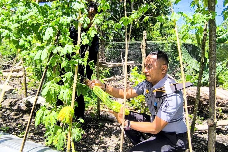 Bukti Produktivitas Tanpa Batas, Warga Binaan Lapas Wahai Panen Pare