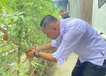 Skala Kecil-Manfaat Besar, Panen Tomat di Lapas Wahai Penuhi Kebutuhan Dapur