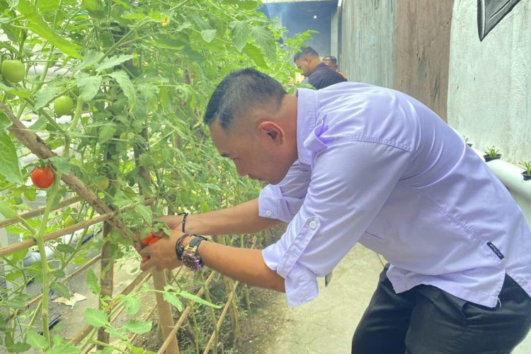 Skala Kecil-Manfaat Besar, Panen Tomat di Lapas Wahai Penuhi Kebutuhan Dapur