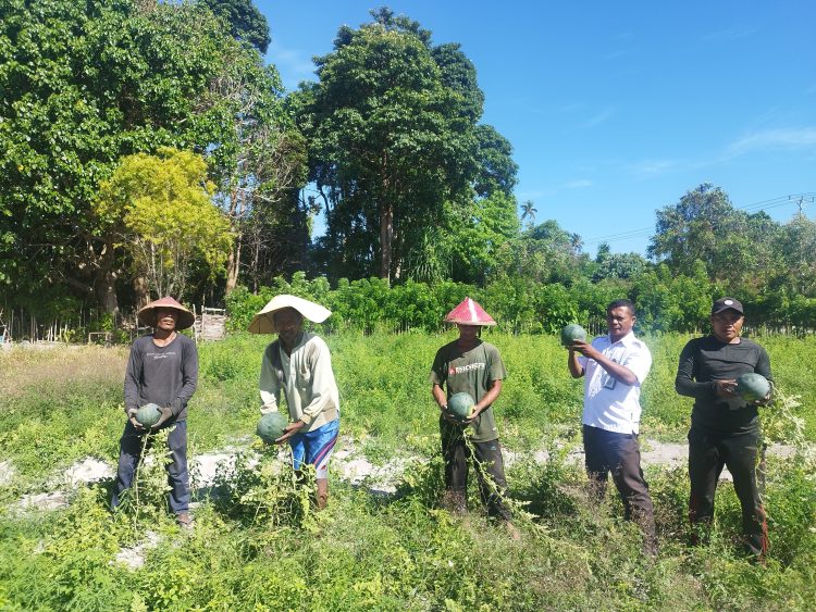 Panen Semangka, Kunci Sukses Ketekunan dan Keterampilan Warga Binaan Lapas Namlea