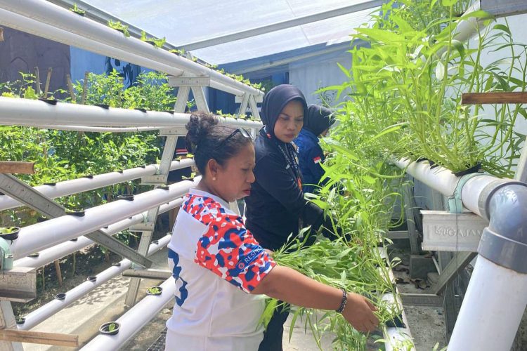 Panen Sayuran Segar dari Tangan Warga Binaan Hijaukan Dapur Lapas Wahai