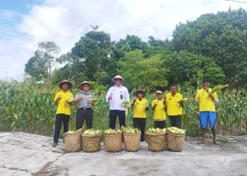 Panen Ribuan Jagung, Bentuk Komitmen Lapas Namlea Wujudkan  Program Presiden