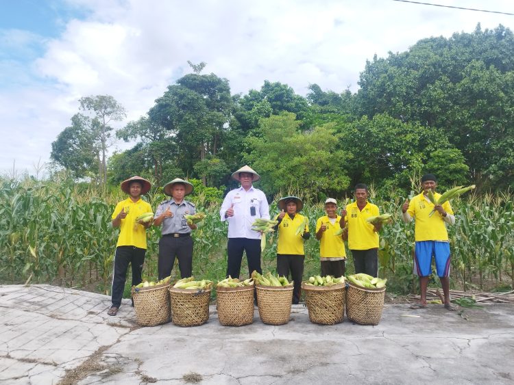Panen Ribuan Jagung, Bentuk Komitmen Lapas Namlea Wujudkan Program Presiden
