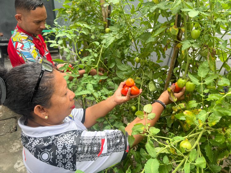 Lapas Wahai Panen Tomat, Penuhi Kebutuhan Bama Warga Binaan