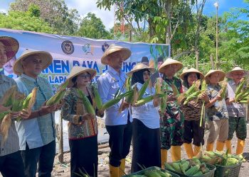 Bukti Sukses Ketahanan Pangan, Panen Raya Jagung di Lapas Wahai Capai 1,2 Ton