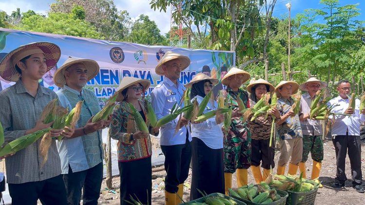 Bukti Sukses Ketahanan Pangan, Panen Raya Jagung di Lapas Wahai Capai 1,2 Ton
