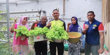 Berkah Akhir Bulan, Tomat dan Selada Warga Binaan Lapas Wahai Diborong Masyarakat