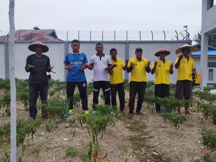 Panen 18 Kg Cabai Keriting, Lapas Namlea Berhasil Budidayakan 7 Jenis Sayuran