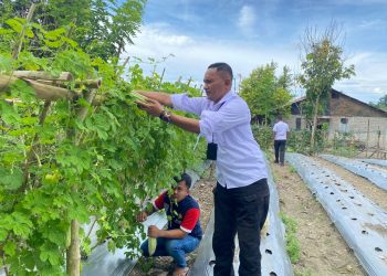 Berkah Panen, Warga Binaan Lapas Wahai Nikmati Hasil Usahatani