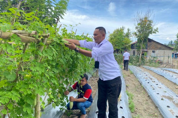 Berkah Panen, Warga Binaan Lapas Wahai Nikmati Hasil Usahatani