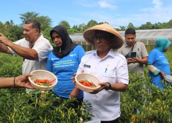 Cabai Digital Farming di Maluku Melejit, Produksi Naik 34% Berkat Gerakan Gubernur Lewerissa