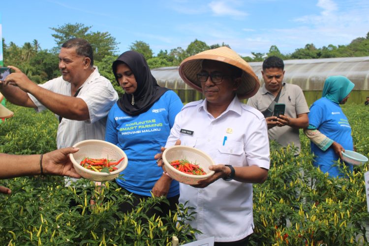 Cabai Digital Farming di Maluku Melejit, Produksi Naik 34% Berkat Gerakan Gubernur Lewerissa