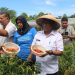 Cabai Digital Farming di Maluku Melejit, Produksi Naik 34% Berkat Gerakan Gubernur Lewerissa