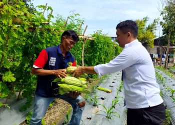 Dari Balik Jeruji, Warga Binaan Lapas Wahai Panen Sayuran Pare Segar