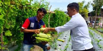 Dari Balik Jeruji, Warga Binaan Lapas Wahai Panen Sayuran Pare Segar