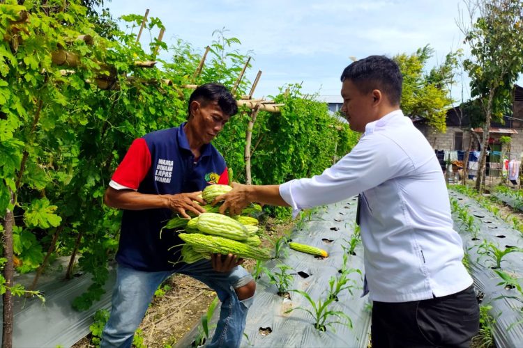 Dari Balik Jeruji, Warga Binaan Lapas Wahai Panen Sayuran Pare Segar