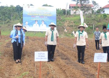 Wagub Vanath Dorong Modernisasi Pertanian: Hotong sebagai Pangan Lokal Strategis, Maluku Targetkan 5.000 Hektare Kakao