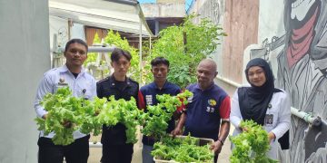 Hijaukan Dapur Lapas, Warga Binaan Lapas Wahai Konsisten Panen Tomat dan Selada Segar