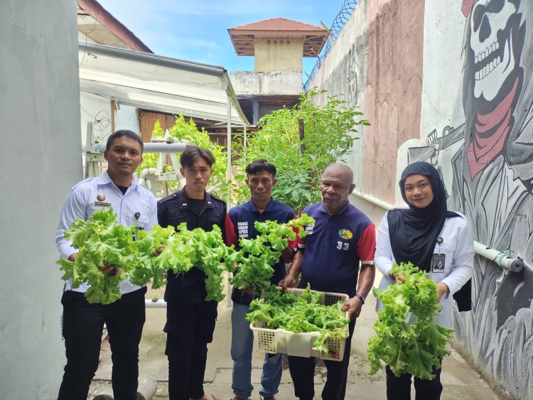 Hijaukan Dapur Lapas, Warga Binaan Lapas Wahai Konsisten Panen Tomat dan Selada Segar