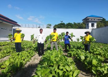 Kembali Buktikan Keberhasilan Program Ketahanan Pangan, WB Lapas Namlea Panen 50 Ikat Sawi