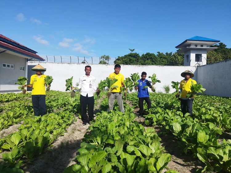 Kembali Buktikan Keberhasilan Program Ketahanan Pangan, WB Lapas Namlea Panen 50 Ikat Sawi