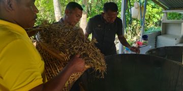 Terus Konsisten, Lapas Namlea Masifkan Produksi Minyak Kayu Putih 86
