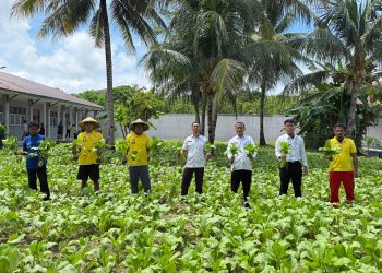 Lagi, 100 Ikat Sawi Hibrida Berhasil Dipanen Lapas Namlea