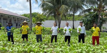 Lagi, 100 Ikat Sawi Hibrida Berhasil Dipanen Lapas Namlea