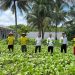 Lagi, 100 Ikat Sawi Hibrida Berhasil Dipanen Lapas Namlea